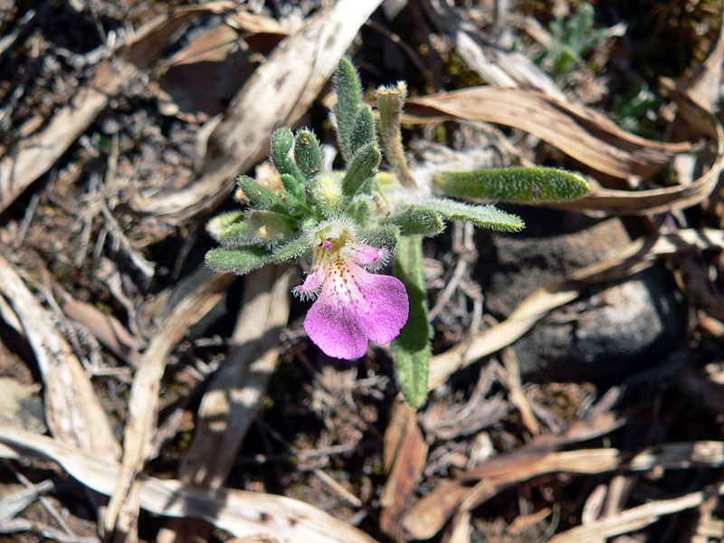 Ajuga iva (L.) Schreb.